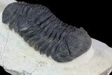 Morocops Trilobite - Foum Zguid, Morocco #84516-2